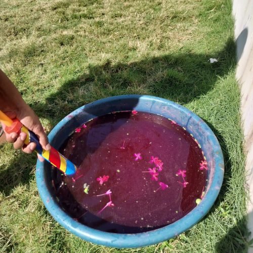 Holi Celebration